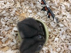-龟与熊猫宠物公园(南坪店)