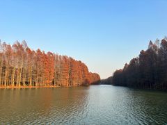 -上海海湾国家森林公园