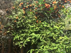 -呀路古热带植物园