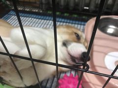 -康乐宝动物医院