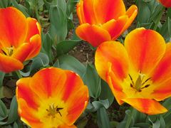 -洛阳郁金香牡丹园