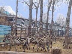 -大连森林动物园