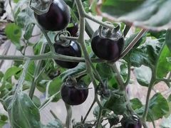 -杨柳青园艺科技博览园