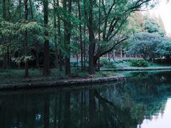 -上海共青森林公园