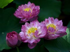 -广州莲花山旅游区