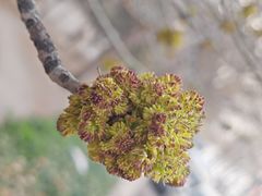 -桃花堤公园
