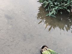 -羊山湖公园