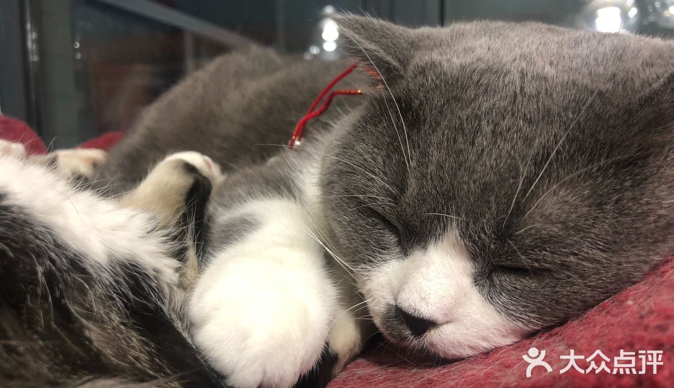 猫猫比以前更多了，鸡块还是老味道