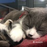 猫猫比以前更多了，鸡块还是老味道