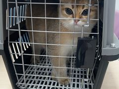-北京观赏动物医院·24小时大型综合·猫专科·异宠专科