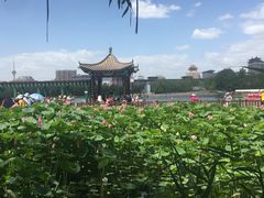 -莲花池公园