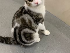 -飞行喵MR PILOT|猫舍·猫咖(静安大融城店)