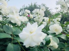 -人民公园(罗湖区)