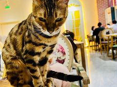 -猫小院猫主题餐厅(南锣旗舰店)