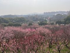 -无锡梅园公园