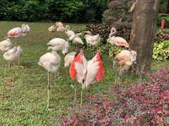 -广州长隆飞鸟乐园