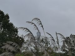 -吴淞炮台湾湿地森林公园烧烤区