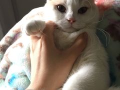-创凡宠物医院·骨专科  猫科中心(西乡分院)