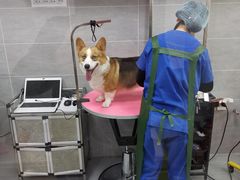 -宠福鑫康馨动物医院·骨科·眼科