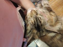 -猫色咖啡·猫咖