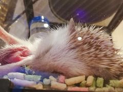 -momokira米努特·德文卷毛猫·棉花面纱犬