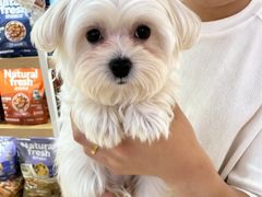 -翊宠yipet猫狗购宠庄园犬舍•猫舍