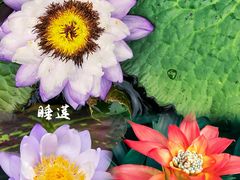 -上海辰山植物园
