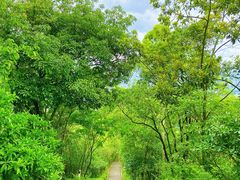 -神光山国家森林公园