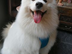 -百好乐宠物友好餐厅(朝外大街店)