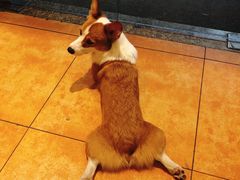 -more than meow吴止猫主题餐厅(承德 中船汇店)