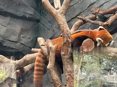 -武汉动物园