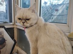 -猫小院猫主题咖啡厅(北锣店)