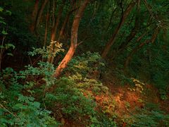-紫金山天文台