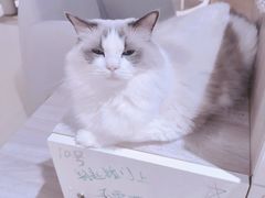 -藏猫猫咖啡主题馆(中央大道店)