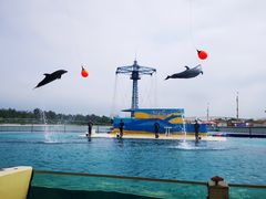 -秦皇岛乐岛海洋王国