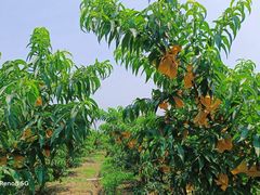 -老袁家蜜桃农场·阳山水蜜桃