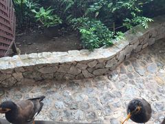 -卷心菜和避孕套餐厅(Pattaya)