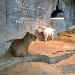 -Zoolung Zoolung动物主题公园(海信广场店)