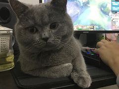 -米苏动物医院·犬猫专科·骨科外科内窥镜