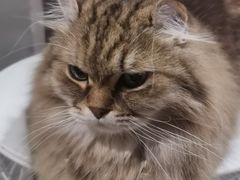 -猫儿山۰猫主题餐厅