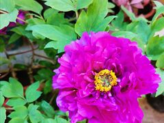 -双季花艺园艺市场(浦东店)
