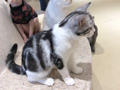 -藏猫猫咖啡主题馆(中央大道店)