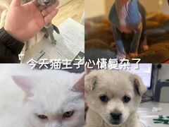 -瑞派宠物医院·内科·软组织·绝育中心(沈阳八纬路分院)