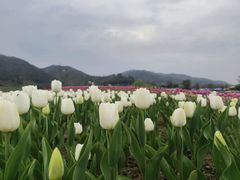 -径山花海