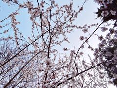 -桃花堤公园