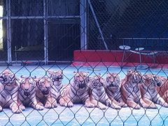 -西安秦岭野生动物园