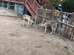 -鄂尔多斯野生动物园