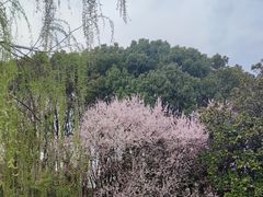 -昆山城市生态森林公园