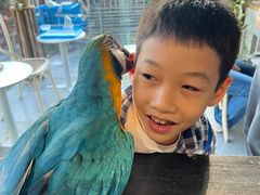 -吉丁鸟咖·异宠·寄养