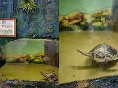 -上海大自然野生昆虫馆(东方明珠·爬宠昆虫探索中心)